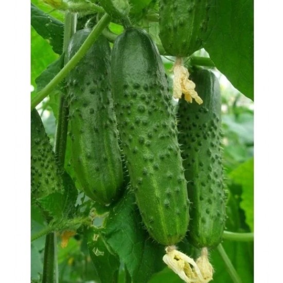Корнишони Амур F1 / Amur F1 Корнишони Амур F1 / Amur F1
