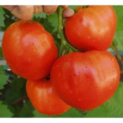 Домати Ред Баунти F1 / Red Bounty