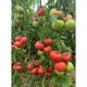 Домати Тукипинк F1 / Tukipink F1 / B265 F1