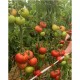 Домати Тукипинк F1 / Tukipink F1 / B265 F1