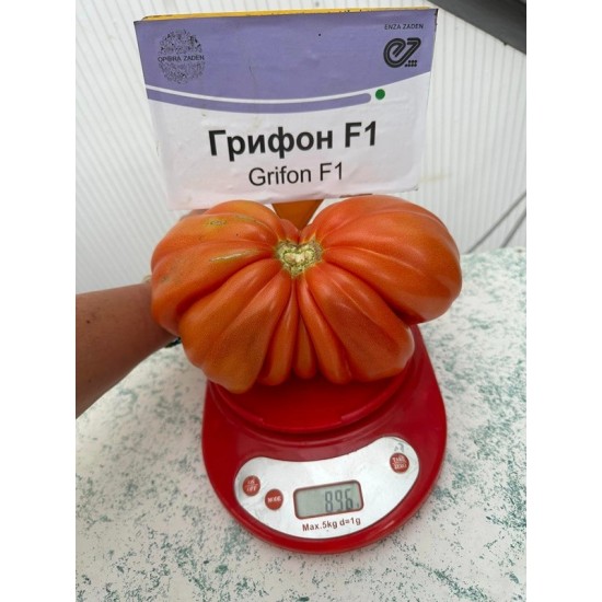 Домати Грифон F1 / Grifon F1