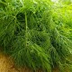 Копър Грийн Слийвс / Green Sleeves