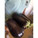 Патладжан Черна перла F1 / Black pearl F1 Патладжан Черна перла F1 / Black pearl F1