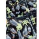 Патладжан Черна перла F1 / Black pearl F1 Патладжан Черна перла F1 / Black pearl F1