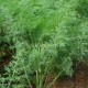 Копър / Hortus Sementi - 500 грама - Кутия