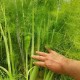 Копър / Hortus Sementi - 500 грама - Кутия