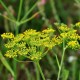 Копър / Hortus Sementi - 500 грама - Кутия