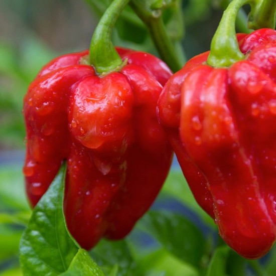 Лют пипер Хабанеро червени / Habanero Rosso
