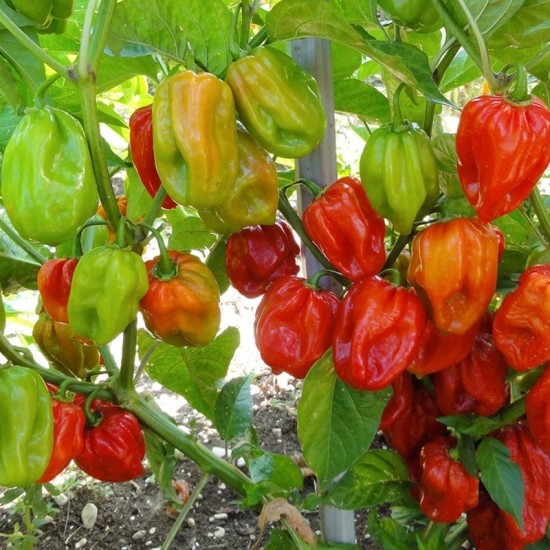 Лют пипер Хабанеро червени / Habanero Rosso