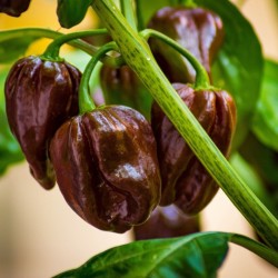 Лют пипер Хабанеро Шоколад / Habanero Chocolate
