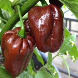 Лют пипер Хабанеро Шоколад / Habanero Chocolate