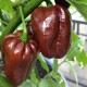 Лют пипер Хабанеро Шоколад / Habanero Chocolate