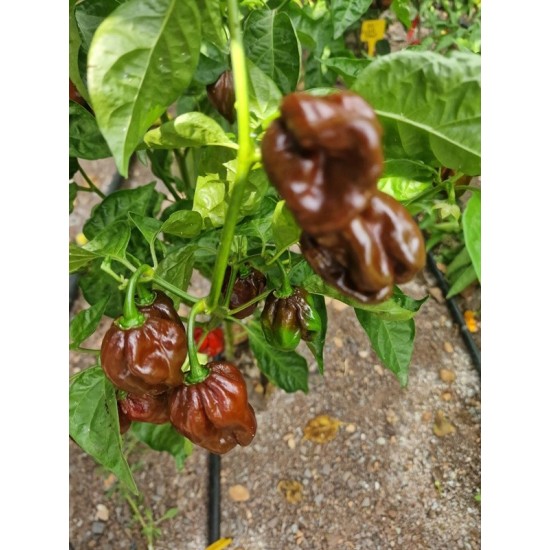 Лют пипер Хабанеро Шоколад / Habanero Chocolate