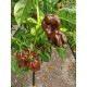 Лют пипер Хабанеро Шоколад / Habanero Chocolate