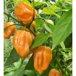Лют пипер Хабанеро жълти / Habanero Giallo
