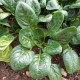 Спанак Хелиос F1 / Helios F1