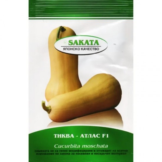 Тиква цигулка Атлас F1 / Atlas F1 - Хоби