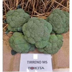 Броколи Тирено МС F1 / Tirreno MS F1 /