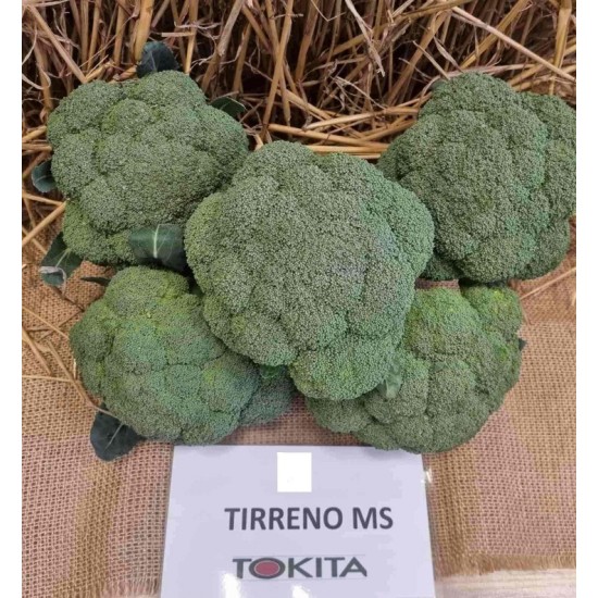 Броколи Тирено МС F1 / Tirreno MS F1 /