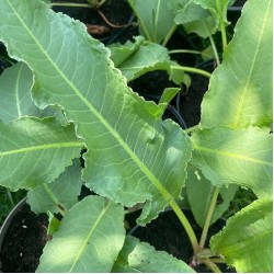 Лапад - Щавляк / Rumex patientia