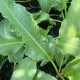 Лапад - Щавляк / Rumex patientia Лапад - Щавляк / Rumex patientia