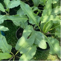 Лапад - Щавляк / Rumex patientia
