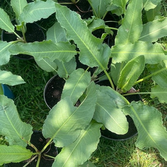 Лапад - Щавляк / Rumex patientia Лапад - Щавляк / Rumex patientia
