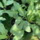 Лапад - Щавляк / Rumex patientia Лапад - Щавляк / Rumex patientia