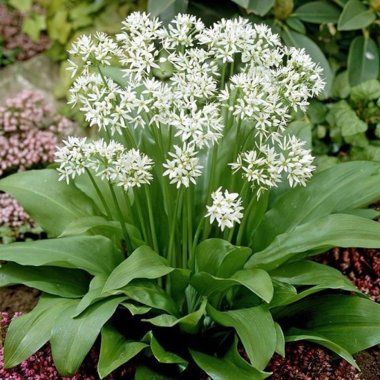 Левурда - Див чесън / Allium ursinum
