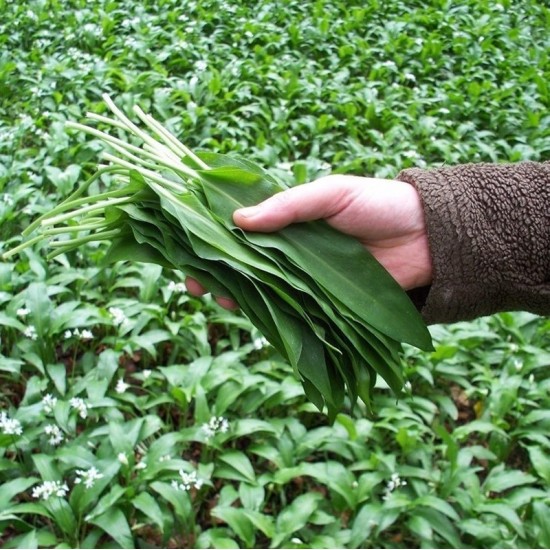 Левурда - Див чесън / Allium ursinum