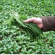 Левурда - Див чесън / Allium ursinum