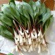 Левурда - Див чесън / Allium ursinum