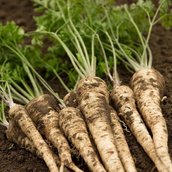 Магданоз коренов / Root Parsley