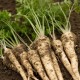 Магданоз коренов / Root Parsley