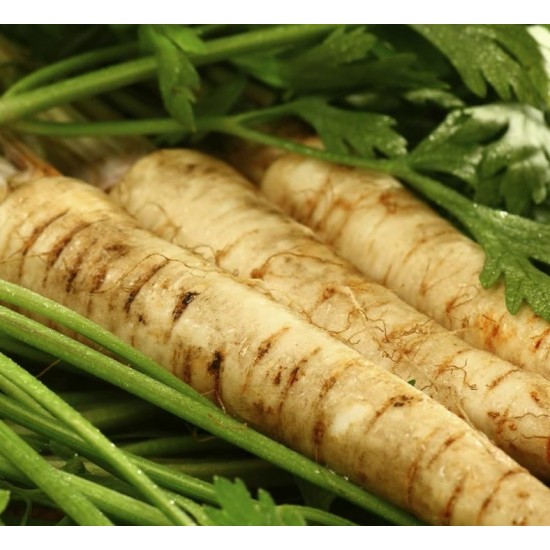 Магданоз коренов / Root Parsley