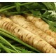 Магданоз коренов / Root Parsley