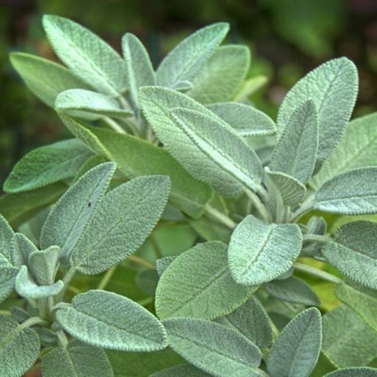 Салвия / Salvia Officinalis - Градински чай Салвия / Salvia Officinalis - Градински чай