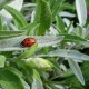 Салвия / Salvia Officinalis - Градински чай Салвия / Salvia Officinalis - Градински чай