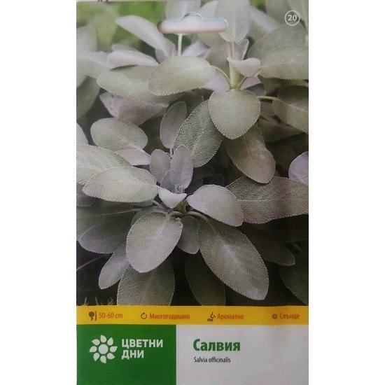 Салвия / Salvia Officinalis - Градински чай Салвия / Salvia Officinalis - Градински чай