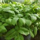 Босилек / Basil