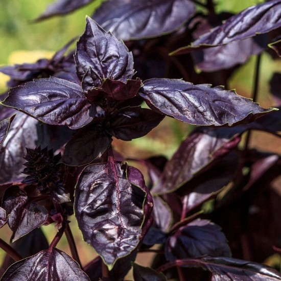 Босилек - червен / Purple Basil