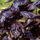 Босилек - червен / Purple Basil