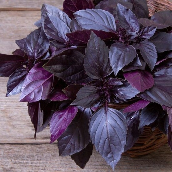 Босилек - червен / Purple Basil