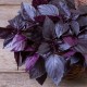 Босилек - червен / Purple Basil