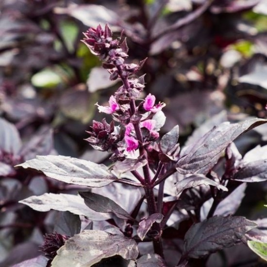 Босилек - червен / Purple Basil