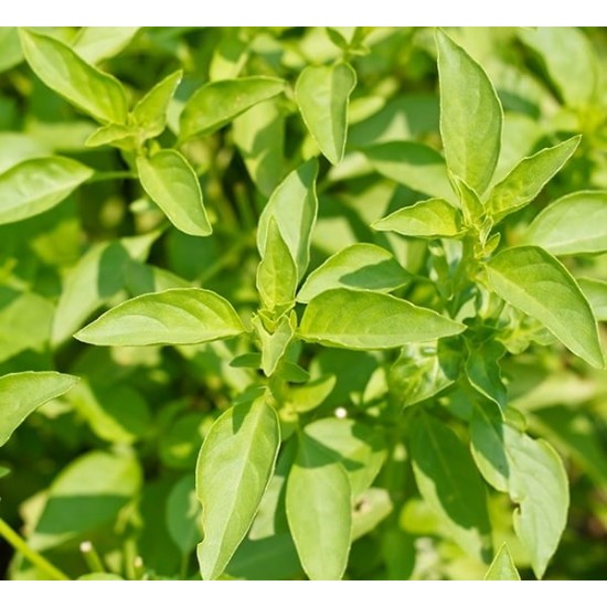 Босилек - лимонов / Lemon Basil Босилек - лимонов / Lemon Basil