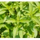 Босилек - лимонов / Lemon Basil Босилек - лимонов / Lemon Basil