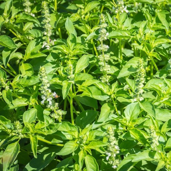 Босилек - лимонов / Lemon Basil Босилек - лимонов / Lemon Basil