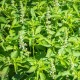 Босилек - лимонов / Lemon Basil Босилек - лимонов / Lemon Basil