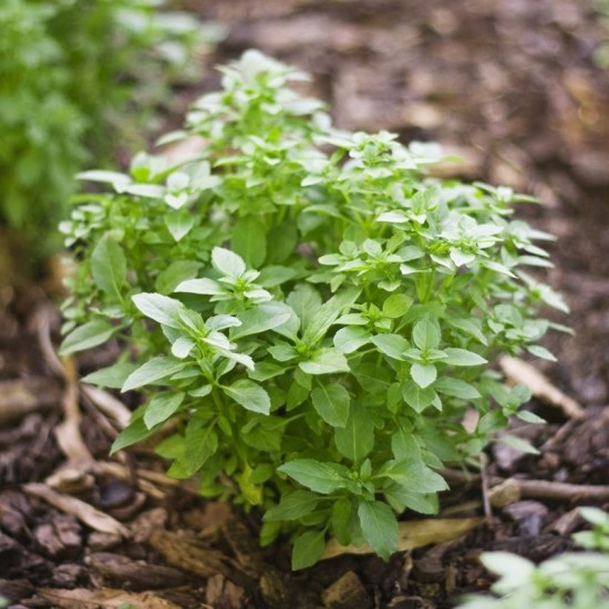 Босилек - мини / Mini Basil Босилек - мини / Mini Basil